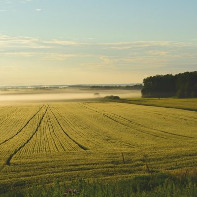 farm-5836815_1920